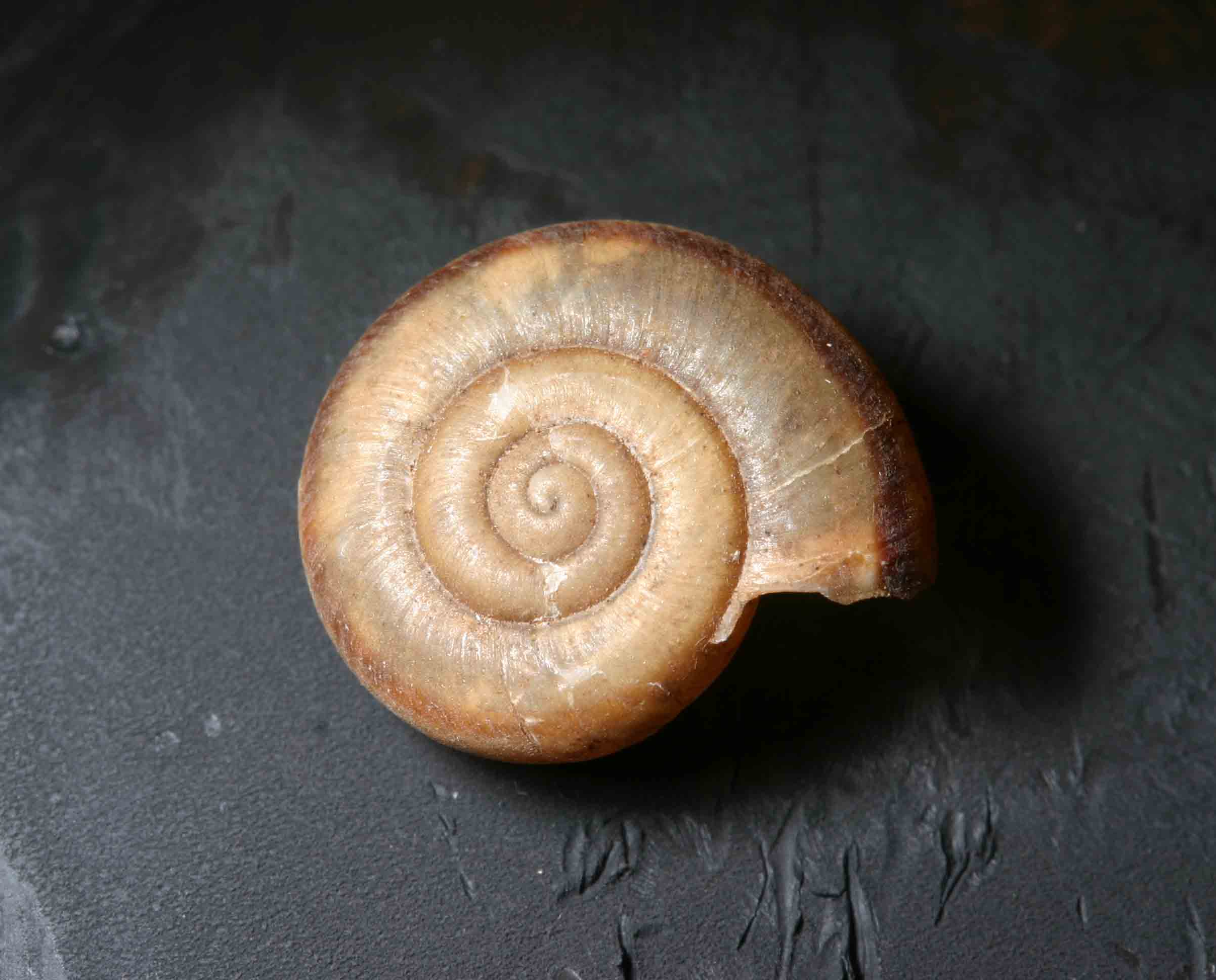 Chilostoma (Campylaea) planospira - Monte Soratte